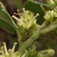 Sarcococca coriacea (Hook.) Sweet
